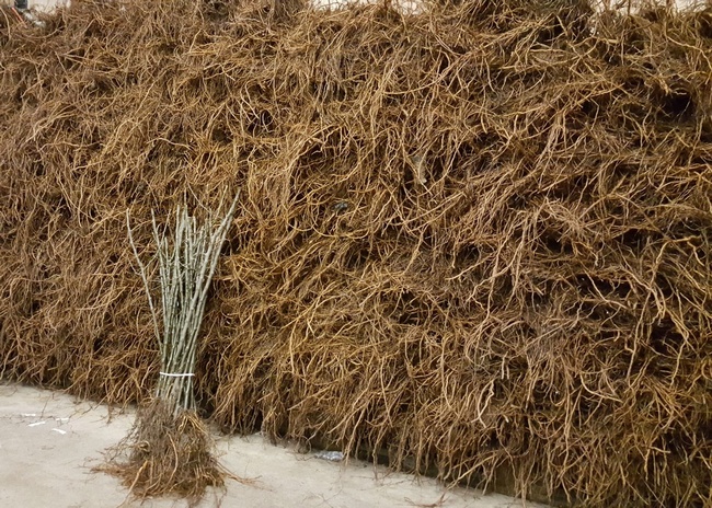 Rootstocks 
