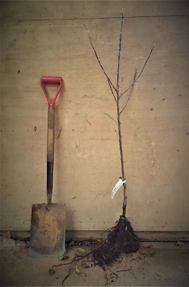 Planting 