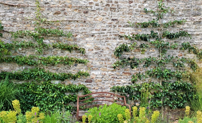 How to train Espaliers 