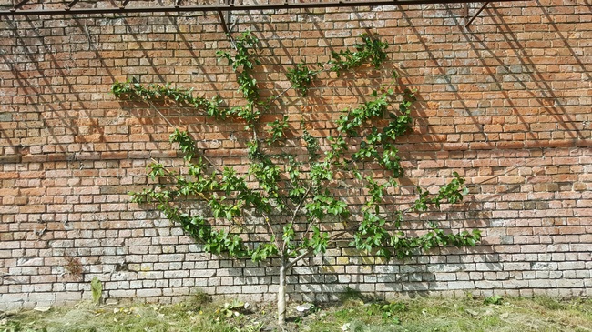 Training Fan Trees 