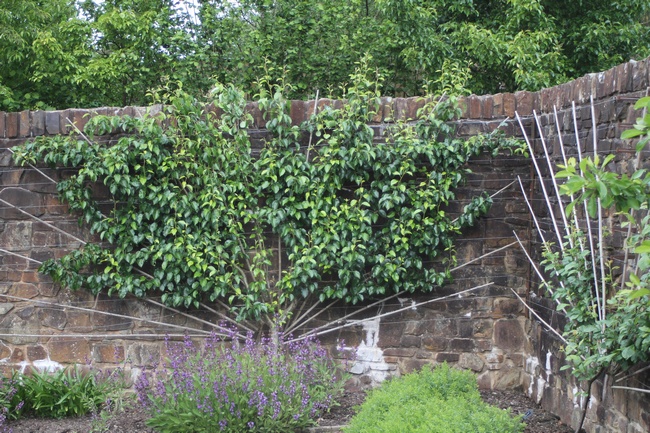 Pruning Young Trees 