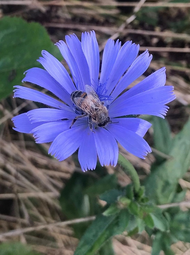 Plant Biosecurity Statement 