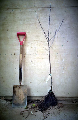 Apple Planting