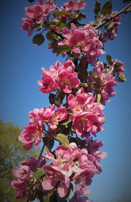 Apple Pollination